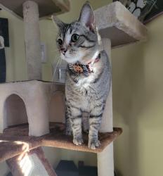 Lost Male Cat last seen Cownie Avenue and Malabar Road, Palm Bay, FL 32909