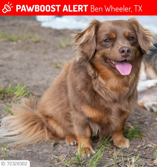 Lost Female Dog last seen VZ CR 4516 Ben Wheeler, Tx, Ben Wheeler, TX 75754