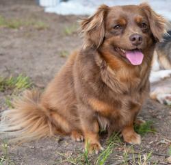 Lost Female Dog last seen VZ CR 4516 Ben Wheeler, Tx, Ben Wheeler, TX 75754