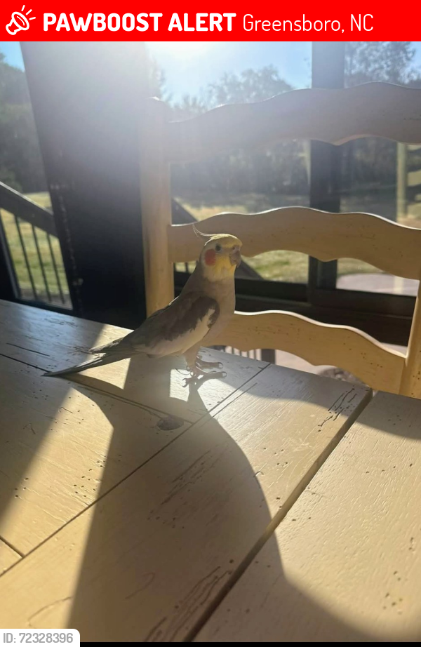 Lost Male Bird last seen Near the Lees Chapel Pisgah Church road intersection , Greensboro, NC 27455