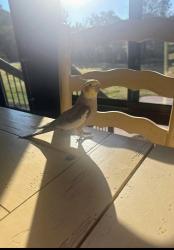 Lost Male Bird last seen Near the Lees Chapel Pisgah Church road intersection , Greensboro, NC 27455