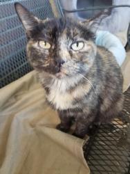 Lost Female Cat last seen In n Out Burger parking lot 2100 S & State St. Salt Lake City, Utah, South Salt Lake, UT 84115
