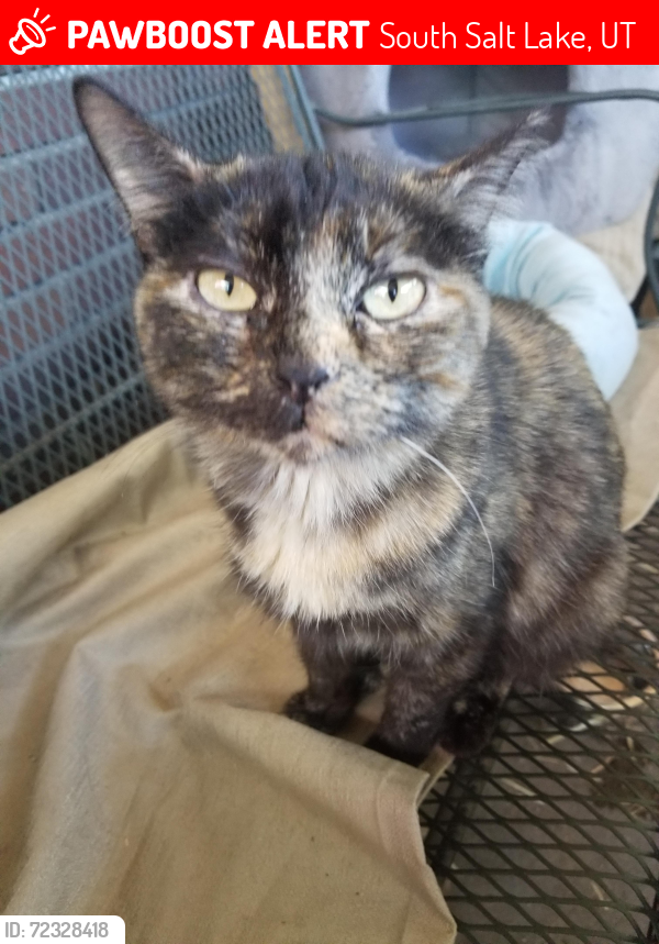Lost Female Cat last seen In n Out Burger parking lot 2100 S & State St. Salt Lake City, Utah, South Salt Lake, UT 84115