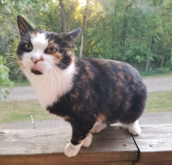 Lost Female Cat last seen N Jefferson St and Fountain St/Hwy 1, Brighton, IA 52540