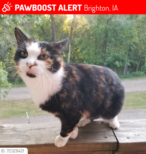 Lost Female Cat last seen N Jefferson St and Fountain St/Hwy 1, Brighton, IA 52540