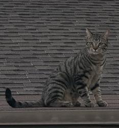 Lost Male Cat last seen 49th Ave and Butler , Glendale, AZ 85302
