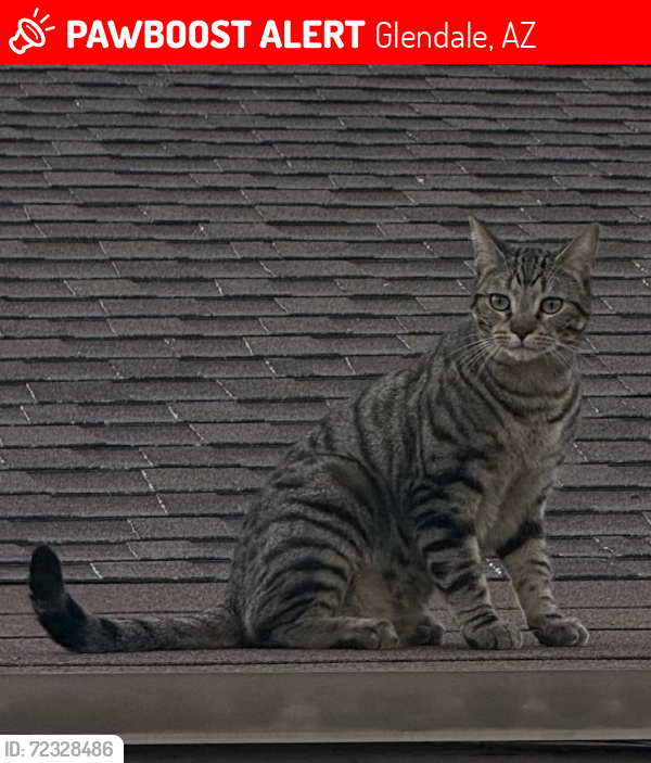 Lost Male Cat last seen 49th Ave and Butler , Glendale, AZ 85302