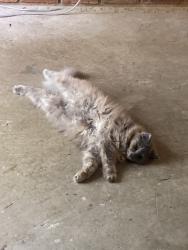 Reunited Female Cat last seen 12/hoover, Warren, MI 48093