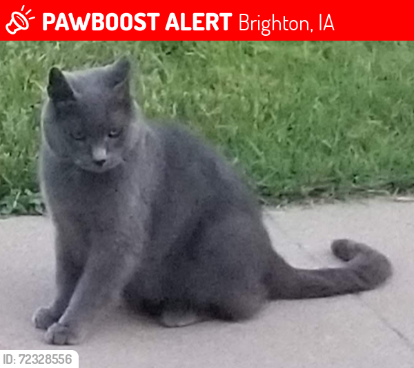 Lost Male Cat last seen N Jefferson St and Fountain St/Hwy 1, Brighton, IA 52540