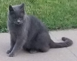 Lost Male Cat last seen N Jefferson St and Fountain St/Hwy 1, Brighton, IA 52540