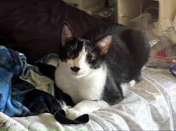 Lost Female Cat last seen Washington and hovley Ln east, Palm Desert, CA 92211