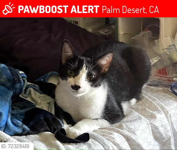 Lost Female Cat last seen Washington and hovley Ln east, Palm Desert, CA 92211