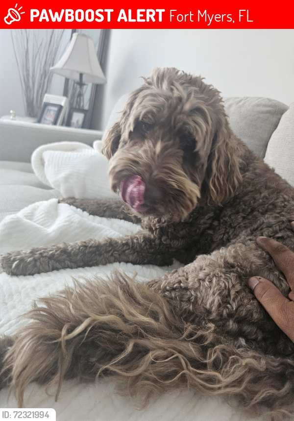 Lost Female Dog last seen Gateway boulevard, Fort Myers, FL 33913