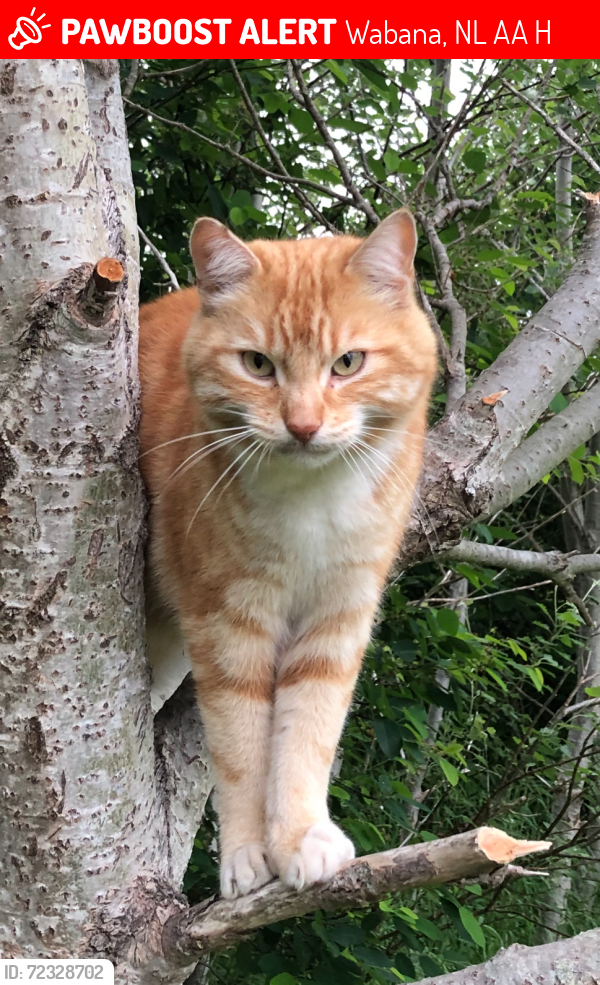 Lost Male Cat last seen Main Street Bell Island, Wabana, NL A0A 1H0