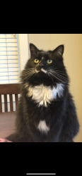 Lost Male Cat last seen Corbin road near WSU Vancouver , Vancouver, WA 98661