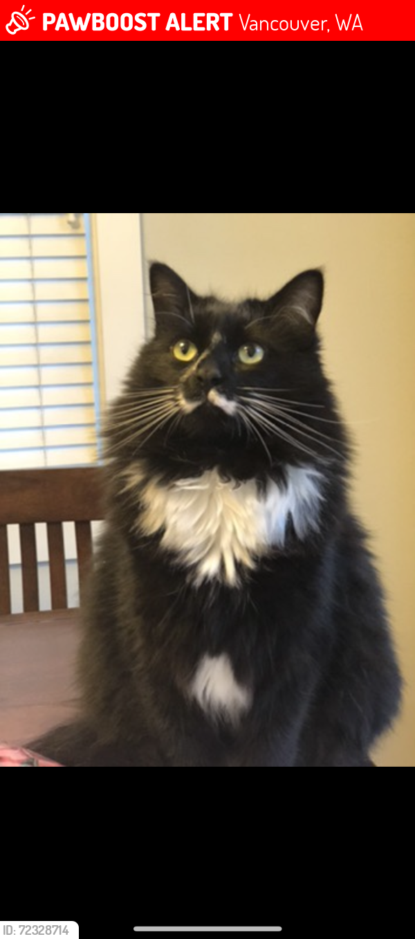 Lost Male Cat last seen Corbin road near WSU Vancouver , Vancouver, WA 98661