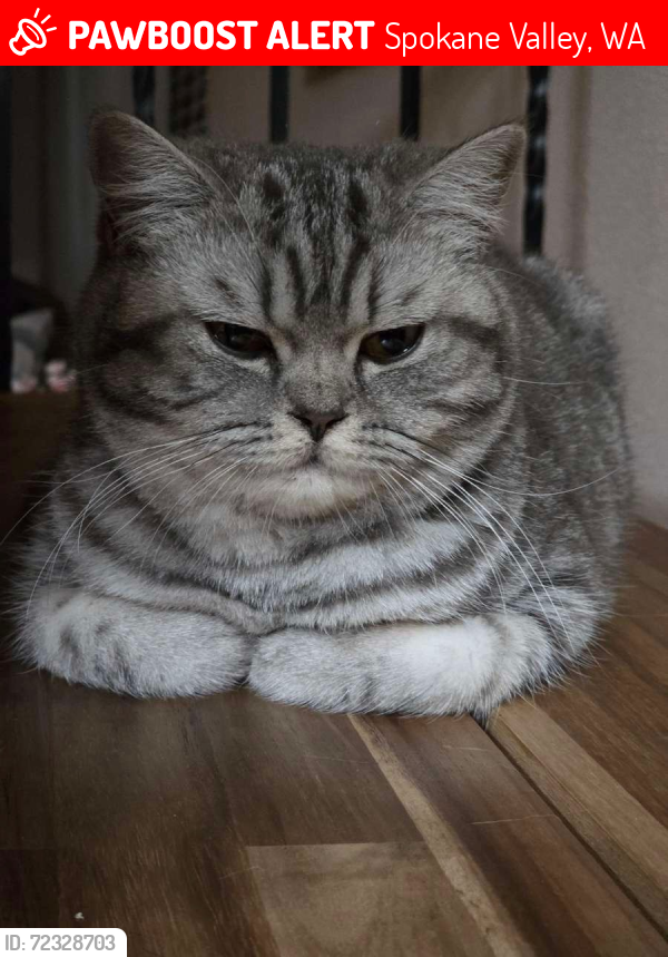 Lost Female Cat last seen E 17th ave and Rotchford Ave, Spokane Valley, WA 99216