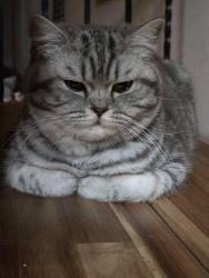 Lost Female Cat last seen E 17th ave and Rotchford Ave, Spokane Valley, WA 99216