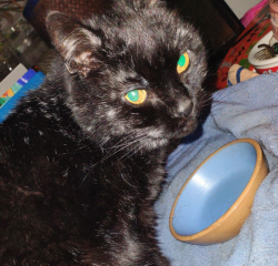 Lost Female Cat last seen Central Park, Fifth and C streets, Davis, CA 95616