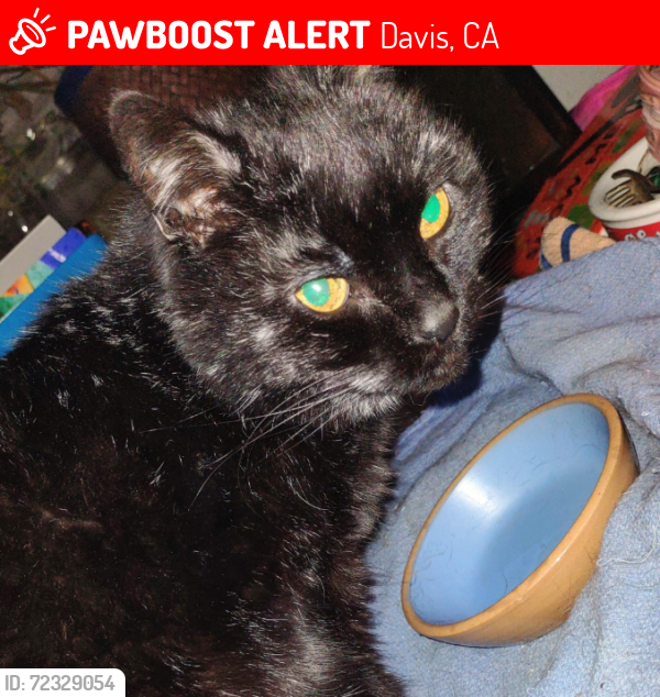 Lost Female Cat last seen Central Park, Fifth and C streets, Davis, CA 95616