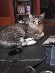 Lost Male Cat last seen Monterey High School , Lubbock, TX 79413