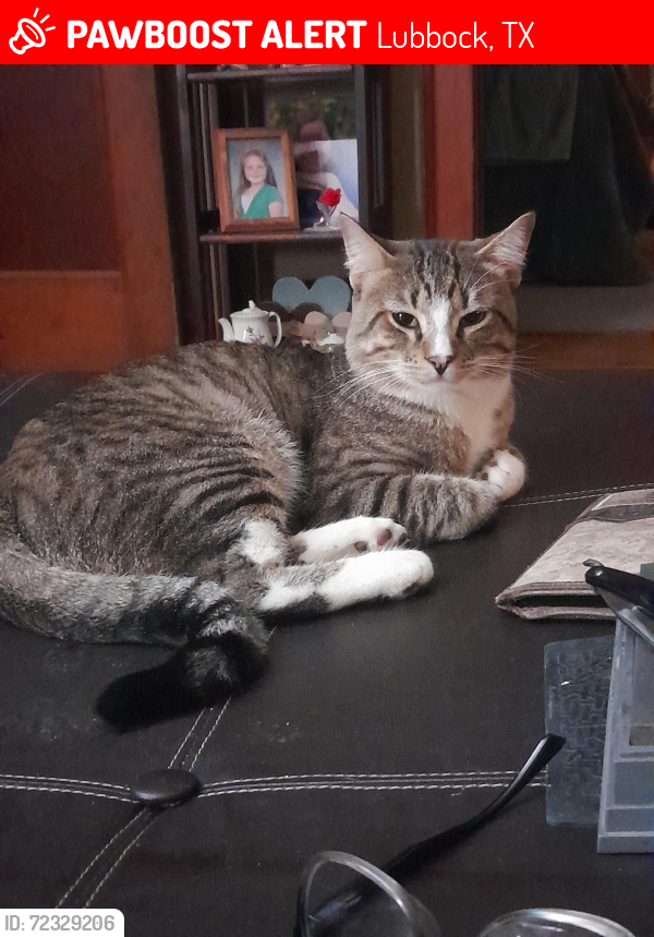 Lost Male Cat last seen Monterey High School , Lubbock, TX 79413
