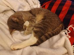 Lost Male Cat last seen E Sunshine and Ingram Mill Rd , Springfield, MO 65804