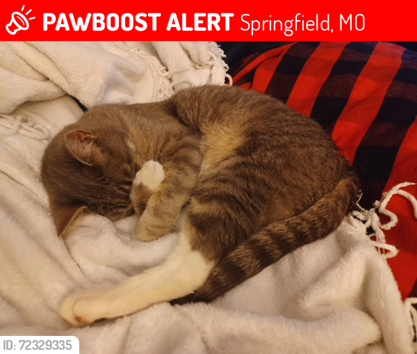 Lost Male Cat last seen E Sunshine and Ingram Mill Rd , Springfield, MO 65804