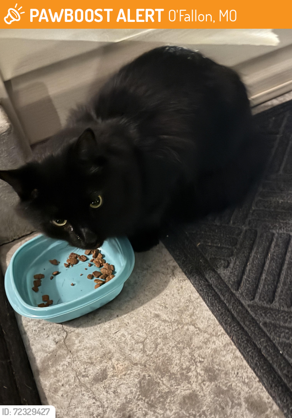 O'Fallon, MO Stray Cat Found Near Hwy K, Mexico, Bryan Rd. PawBoost