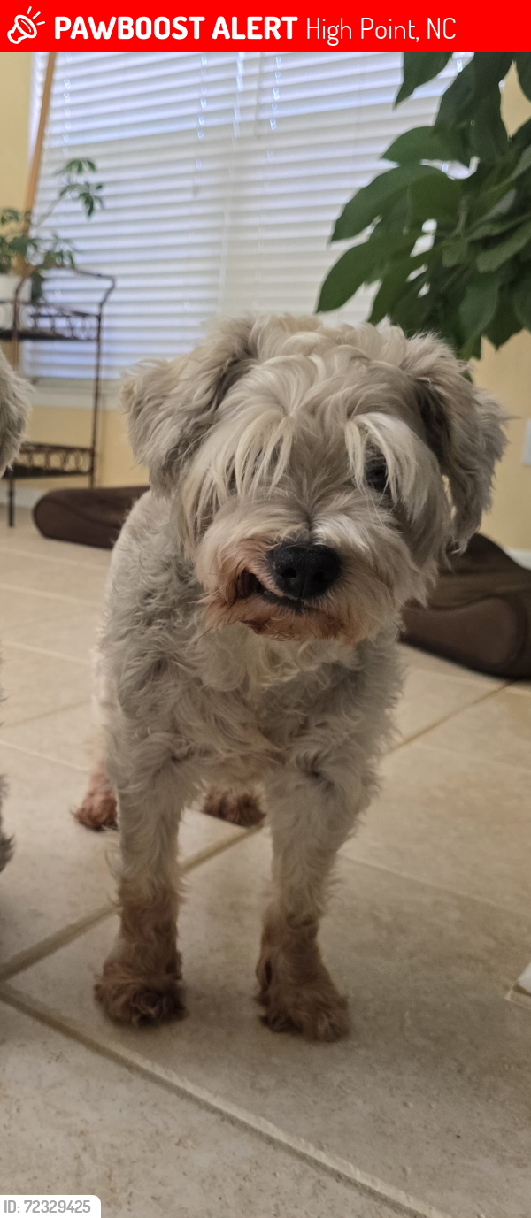 Lost Male Dog last seen  club/ fountain Village , High Point, NC 27265