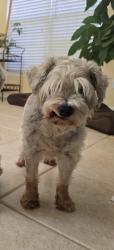 Lost Male Dog last seen  club/ fountain Village , High Point, NC 27265