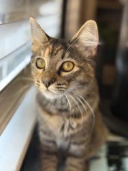 Lost Female Cat last seen Old Stockton Rd. and East A, Oakdale, CA 95361