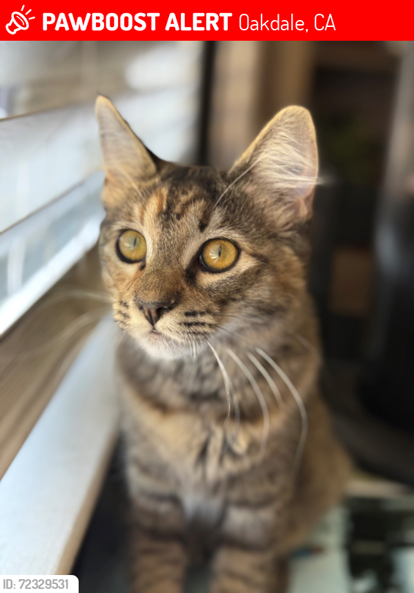Lost Female Cat last seen Old Stockton Rd. and East A, Oakdale, CA 95361