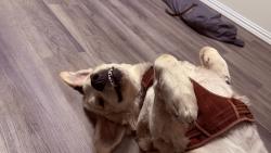 Lost Male Dog last seen Hartley and Bertney, McKinney, TX 75071