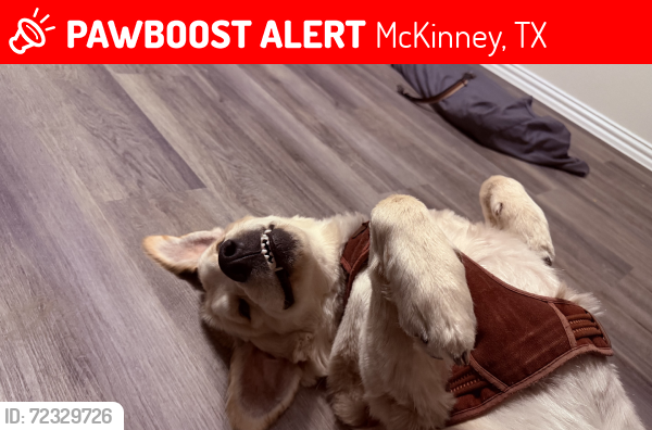 Lost Male Dog last seen Hartley and Bertney, McKinney, TX 75071