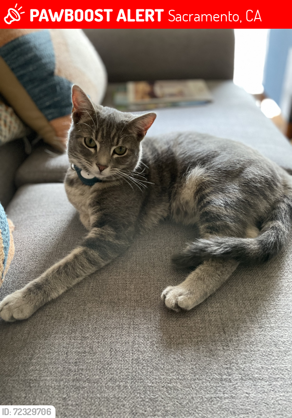 Lost Female Cat last seen Kadema & Breckenwood, Sacramento, CA 95864