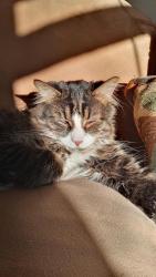 Lost Male Cat last seen George and Sayre, Chicago, IL 60634