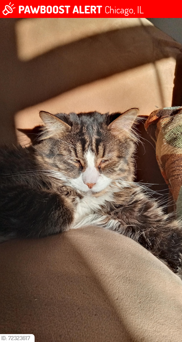 Lost Male Cat last seen George and Sayre, Chicago, IL 60634