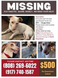 Lost Male Dog last seen Young / S King Streets at McCully Times Market / American Savings, Honolulu, HI 96826