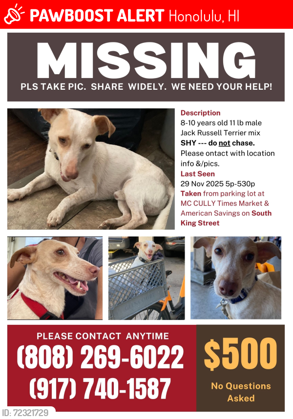 Lost Male Dog last seen Young / S King Streets at McCully Times Market / American Savings, Honolulu, HI 96826