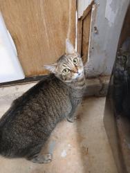 Lost Female Cat last seen Near bermuda dr se and vancouver, Rio Rancho, NM 87124