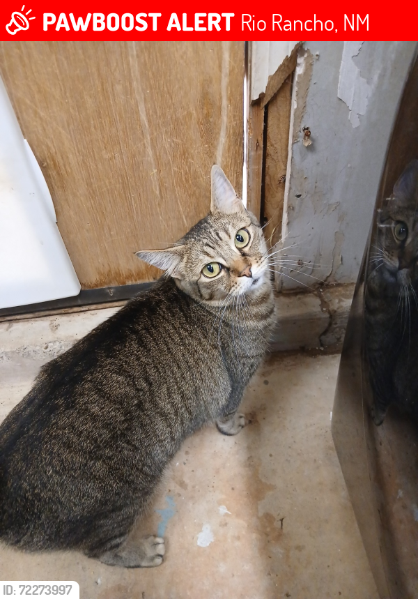 Lost Female Cat last seen Near bermuda dr se and vancouver, Rio Rancho, NM 87124