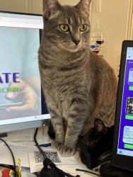 Lost Female Cat last seen Frost Ave and Kennard Street, Maplewood, MN 55109