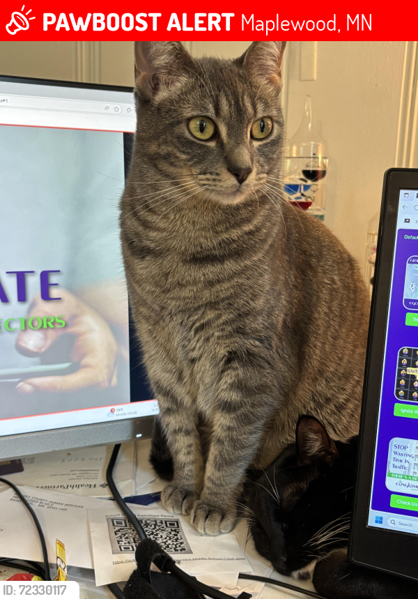 Lost Female Cat last seen Frost Ave and Kennard Street, Maplewood, MN 55109