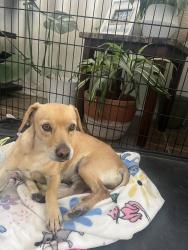 Found/Stray Male Dog last seen By rancho and Holly, West Las Vegas, NV 89106