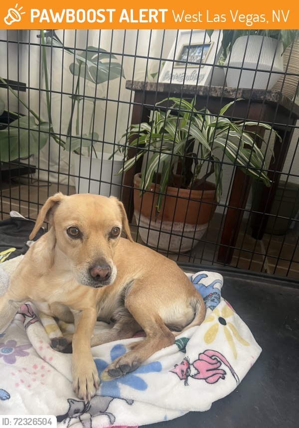 Found/Stray Male Dog last seen By rancho and Holly, West Las Vegas, NV 89106