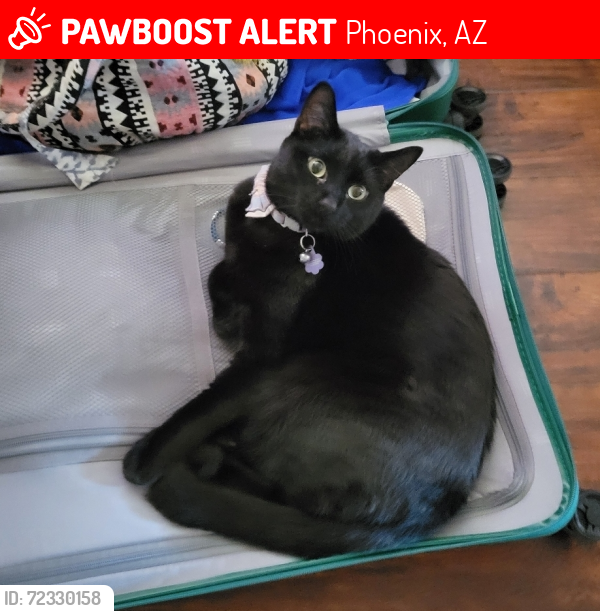 Lost Male Cat last seen 7th Ave & Kerry Lane , Phoenix, AZ 85027