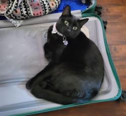 Lost Male Cat last seen 7th Ave & Kerry Lane , Phoenix, AZ 85027