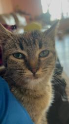 Lost Female Cat last seen Sossbe rd, Talmo, GA 30575