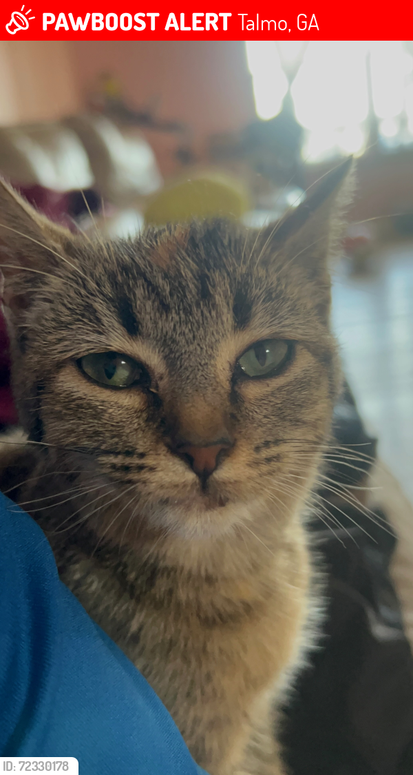 Lost Female Cat last seen Sossbe rd, Talmo, GA 30575